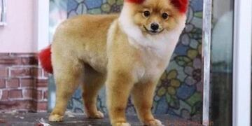 Una mujer le tiñó las orejas a su perro y terminó perdiendo una