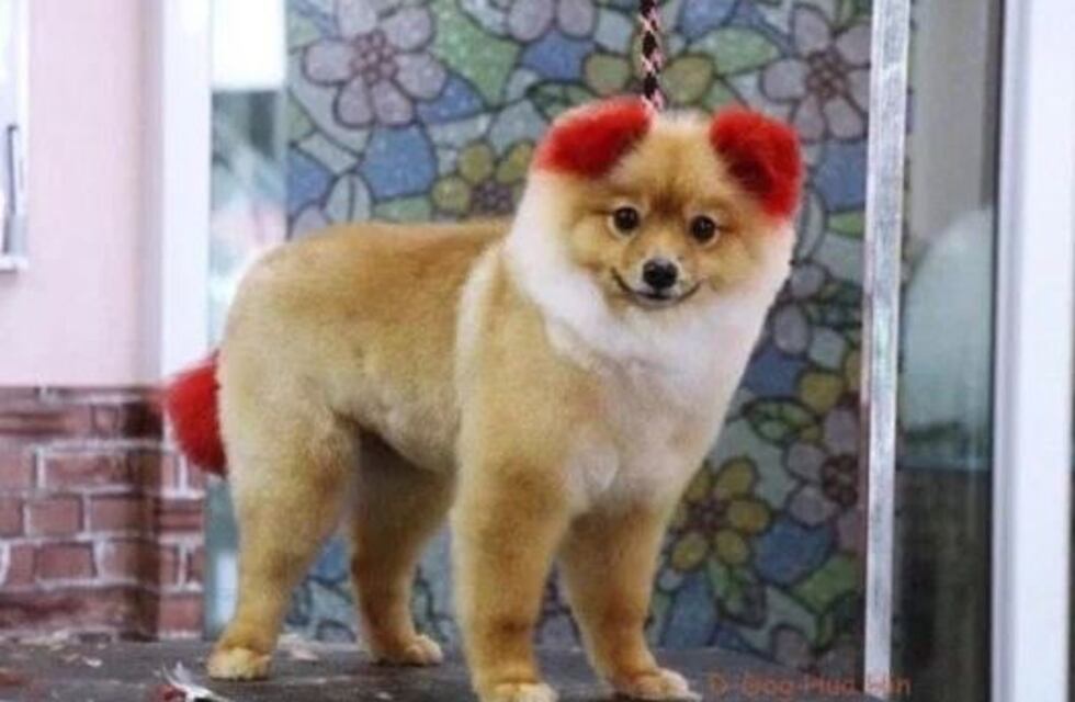 Le tiñó las orejas a su perro, sufrió una reacción alérgica y se le terminó cayendo una