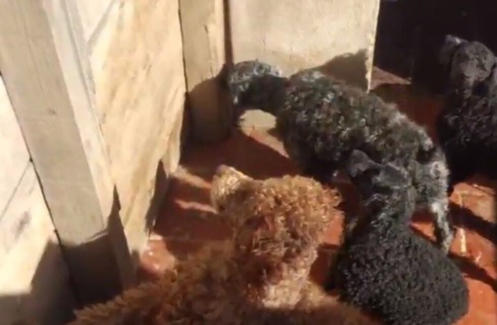 Rescatan a once caniches que estaban encerrados, sin agua ni comida