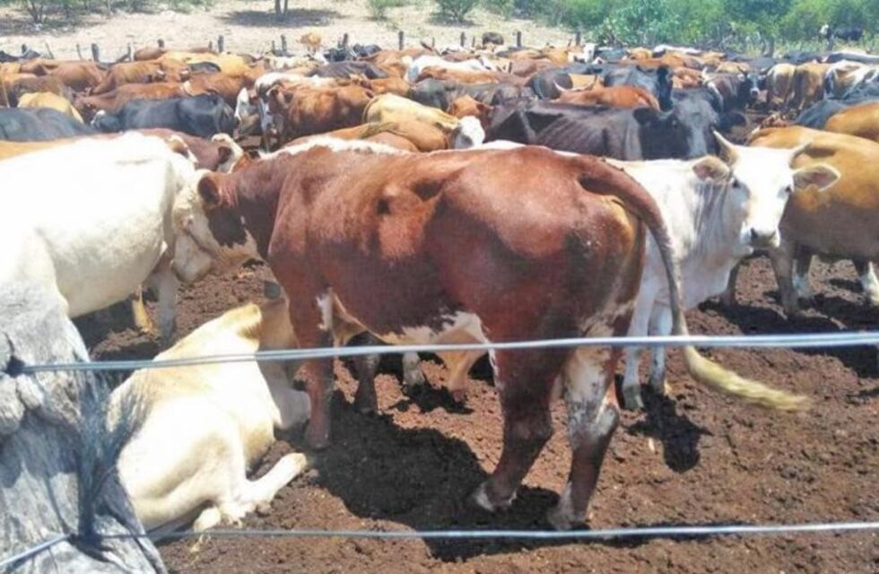 200 vacas y una yegua valuadas en más de 10 mil dolares secuestraron en Ojo de Agua