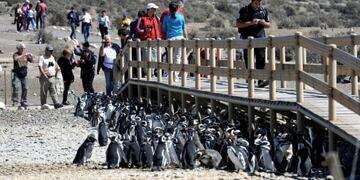 Se abre la temporada de pinguinos\u002E