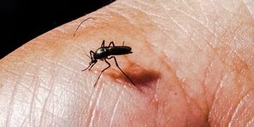 Precipitado avance de los casos de dengue en La Rioja