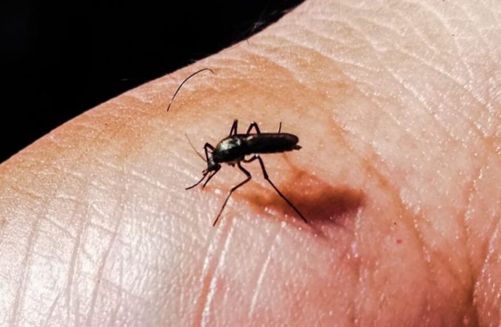 Dengue: ya son 114 los casos confirmados en Tucumán