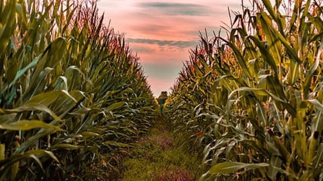 Maíz para cosechar\u002E Piqsels\u002E