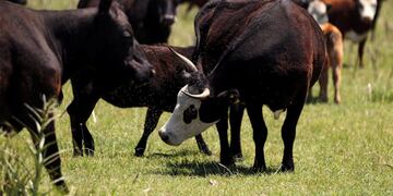 Cows graze in a farm near Chascomus, Argentina, November 10, 2016\u002E Picture taken November 10, 2016\u002E REUTERS/Marcos Brindicci chascomus ganado en un campo cerca de chascomus ganado vacuno vacas