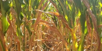 Rufino es una de las localidades incluidas en las zonas que abarca el decreto provincial\u002E (@fedeagraria)