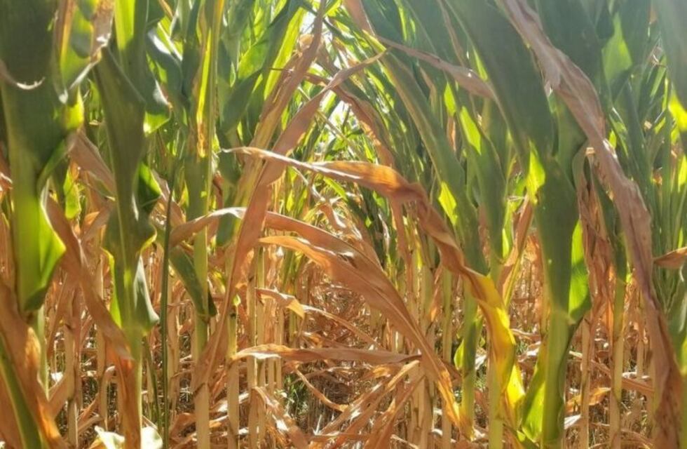 Los productores de Santa Fe afectados por la sequía ya pueden tramitar su certificado