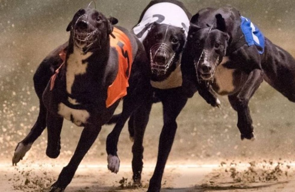 Piden la legalización de las carreras de galgos
