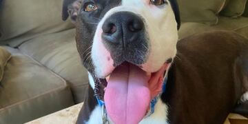 Mako (Instagram/@mako_thecatdog)