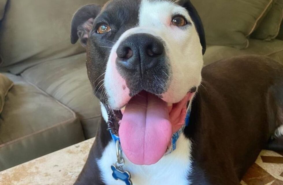 Mako, el perro que se hizo viral por actuar como un gato