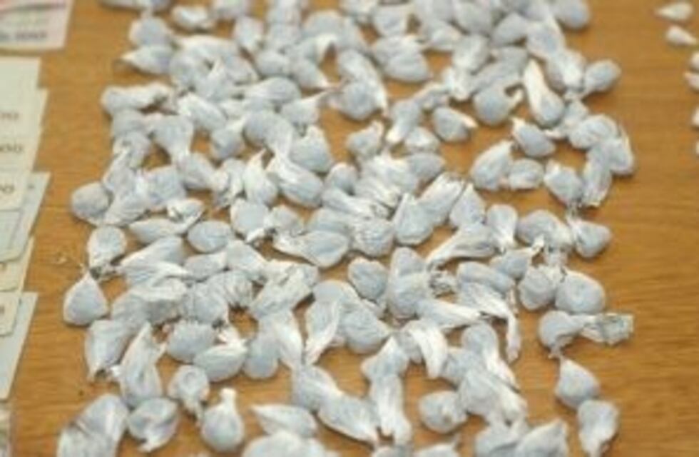 Desarmaron una red de tráfico de drogas en Salta