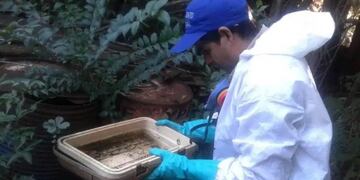 Persisten las tareas de prevención del dengue en Oberá