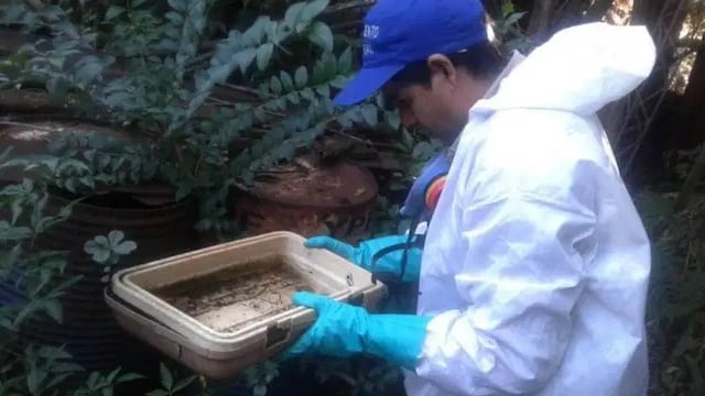 Persisten las tareas de prevención del dengue en Oberá