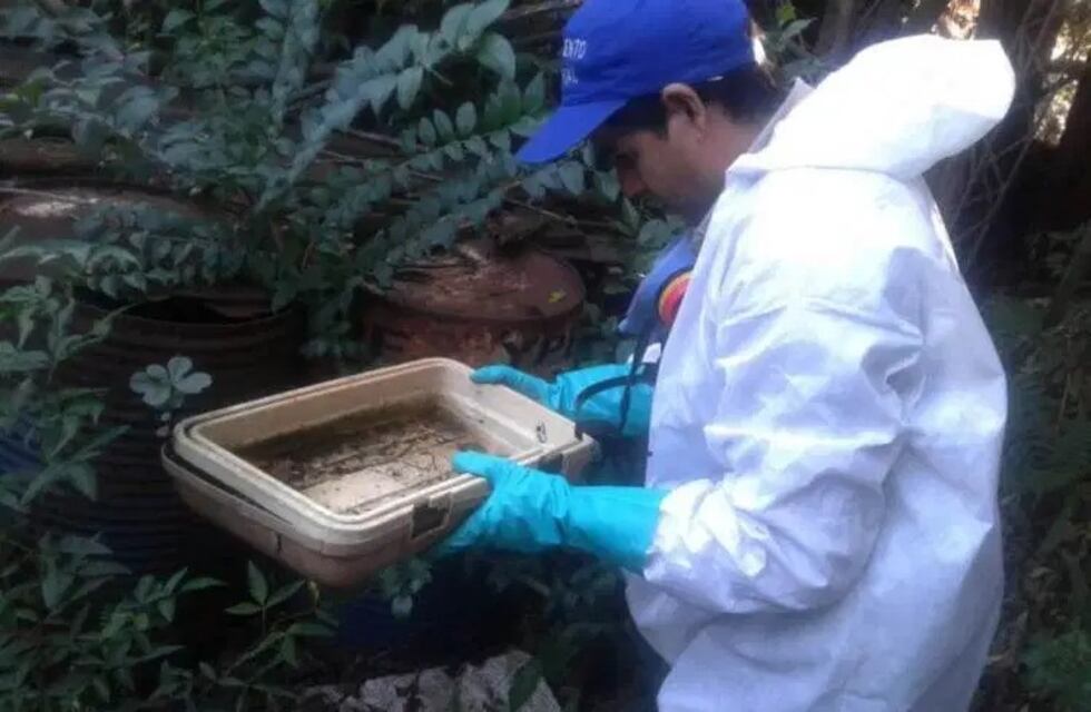 Persisten las tareas de prevención del dengue en Oberá