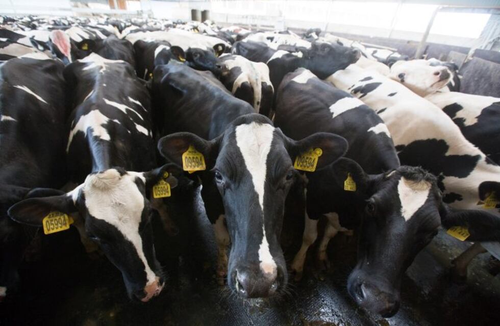 Insólito: nació un ternero con cinco patas