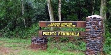Atropellaron a un ocelote en Puerto Península.