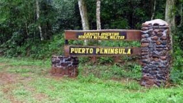 Atropellaron a un ocelote en Puerto Península.