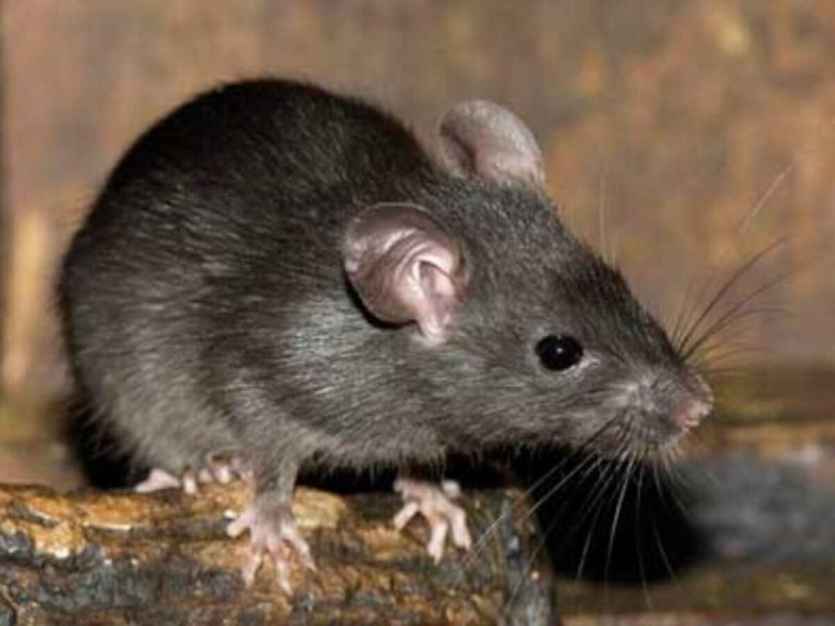 Recomiendan evitar la convivencia con roedores para entrar en contacto con sus secreciones\u002E (Rufinoweb)
