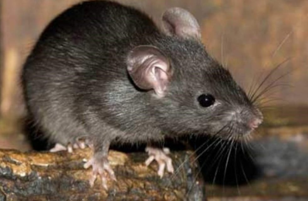 Armoa: "En nuestra zona hay riesgo de hantavirus pero sería raro un brote"