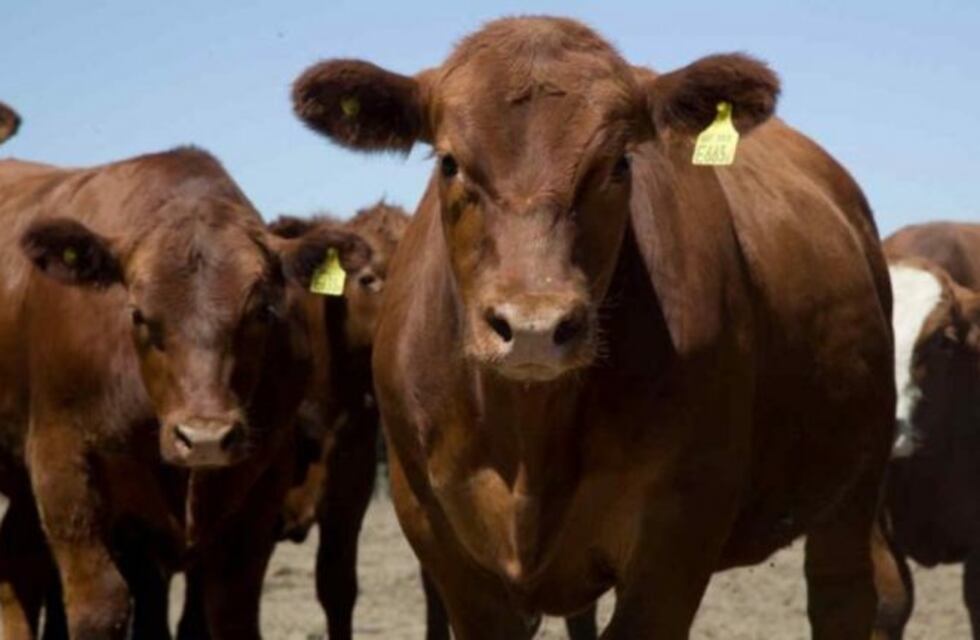 Villa Huidobro: denuncian faltante de ganado por 17 millones de pesos