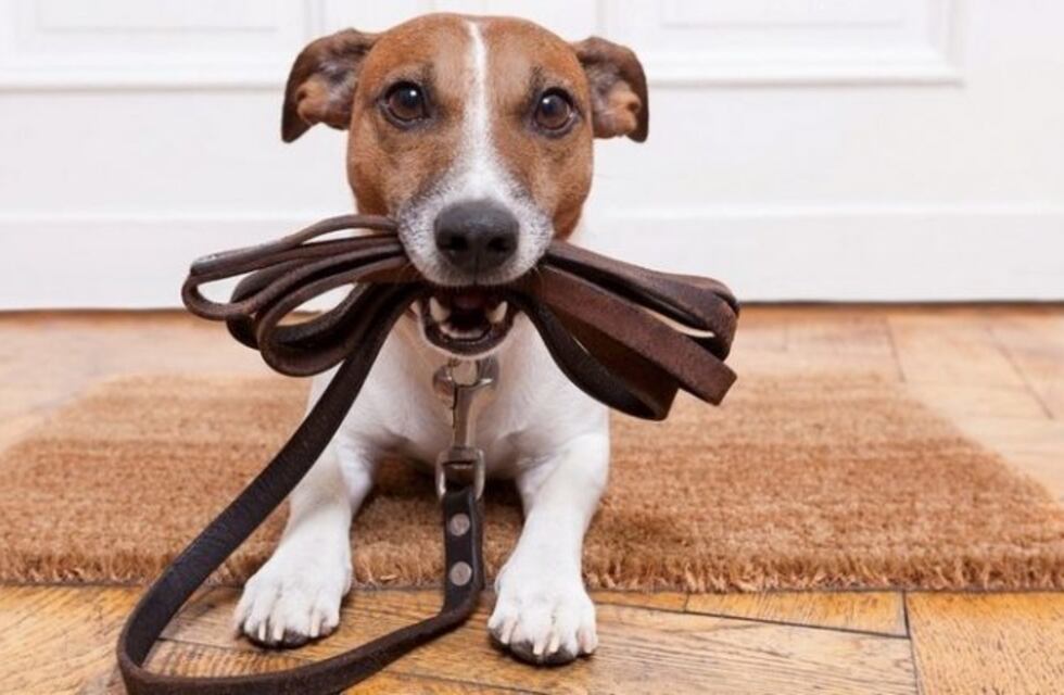 Gobierno llevará a cabo una capacitación de "técnicas de adiestramiento canino"