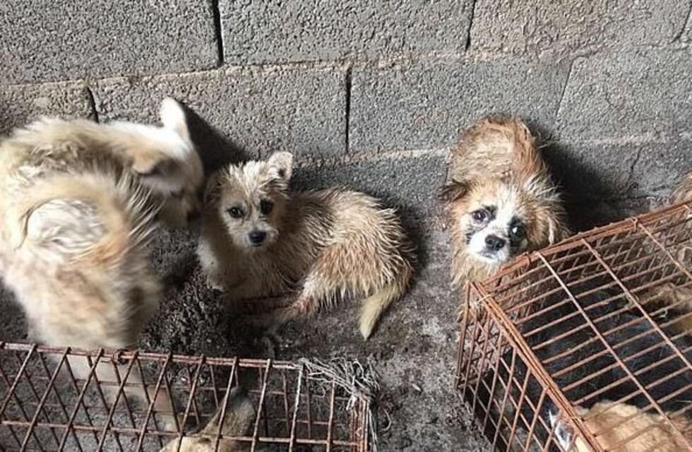 Rescataron decenas de perros que iban a ser cocinados en un festival de China