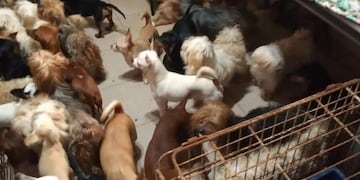 Los animales fueron hallados dentro de una vivienda en Avenida Nuestra Señora del Rosario al 2000\u002E (Imusa)