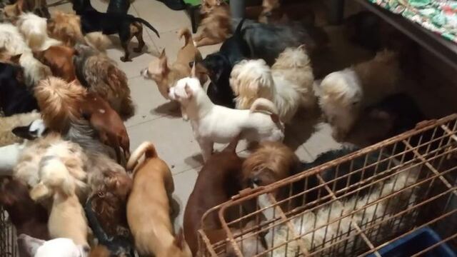 Los animales fueron hallados dentro de una vivienda en Avenida Nuestra Señora del Rosario al 2000\u002E (Imusa)