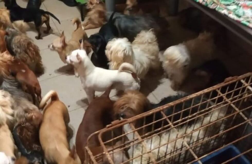 Cerró con 8 mil postulantes la inscripción para adoptar 199 perros hacinados