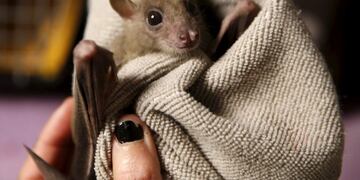 Murcielago herido\u002E