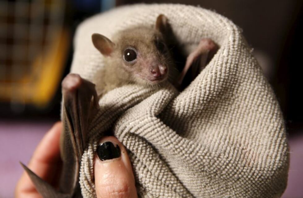 Activan controles y prevención sanitarios por la aparición de un murciélago con rabia