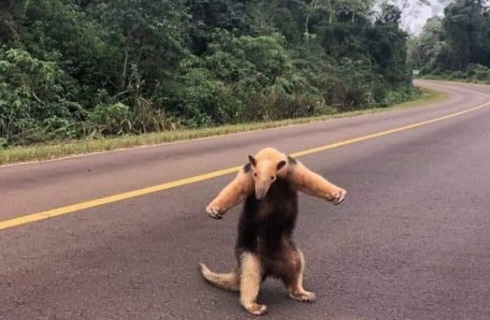 Un oso hormiguero sorprendido al cruzar la Ruta Costera de Misiones
