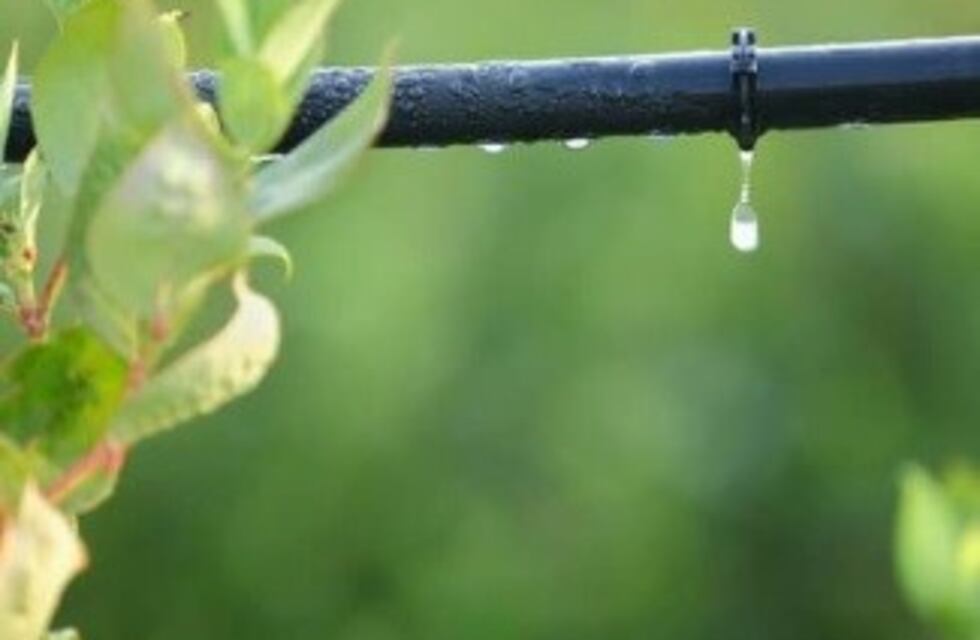 Cuidar el agua debe ser una obligación, la agricultura vive de ello