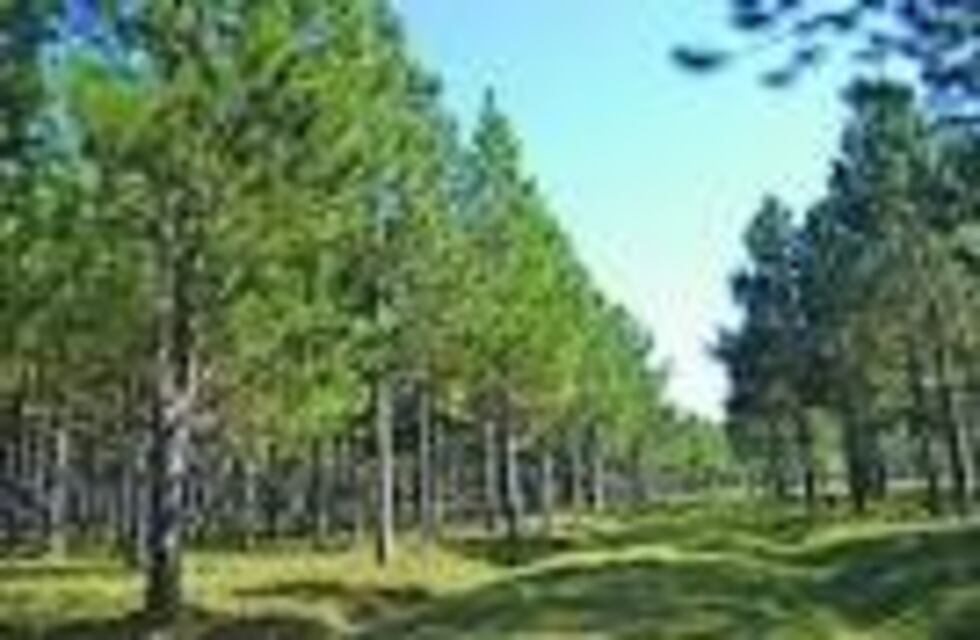 Agricultura giró $15.517.052,32 a Misiones para trabajos en bosques nativos