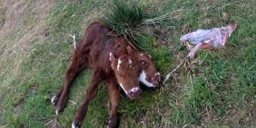 Ternero con dos cabezas