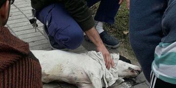 Alerta en Alberdi por envenenamiento de perros