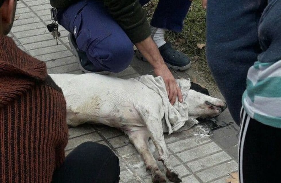 Fiscalía investiga de oficio el envenenamiento de perros y pide testigos