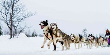 Perros de trineo Ushuaia