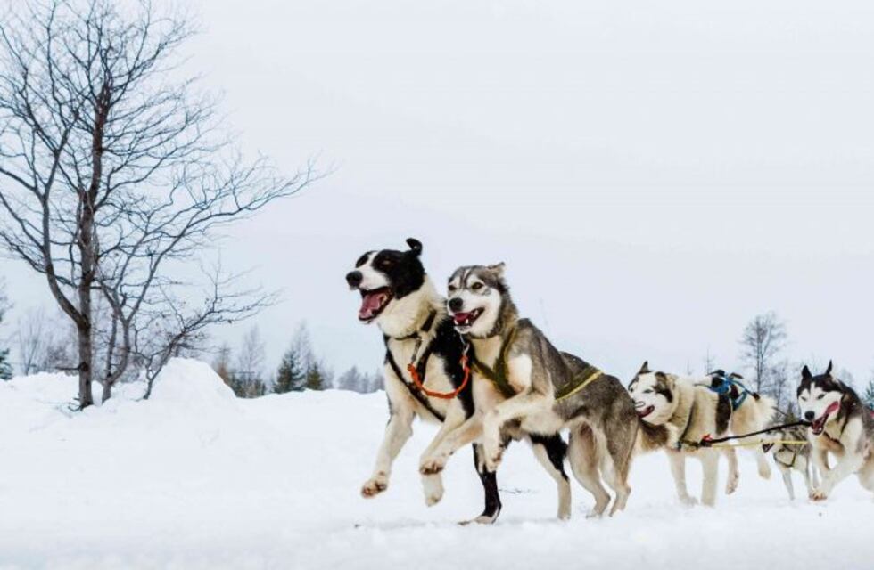 La Secretaría de Ambiente fiscalizó en los centros invernales el estado de los perros de trabajo