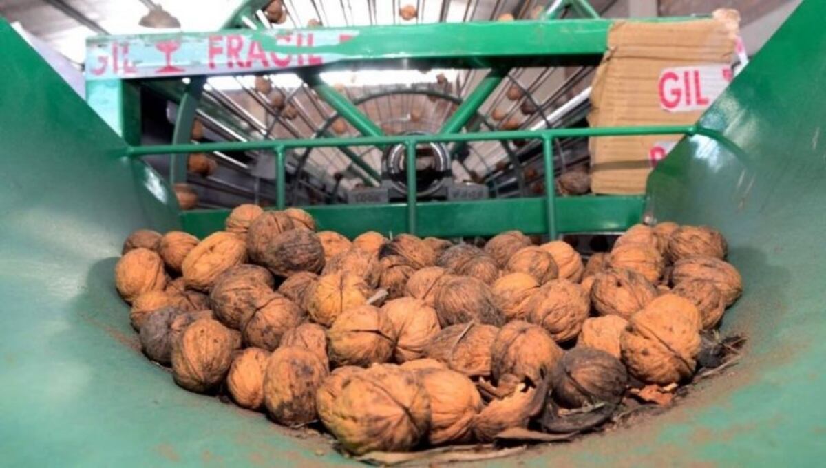 Neuquén realizó la primera exportación de nueces a italia\u002E