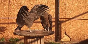 Cóndor andino\u002E