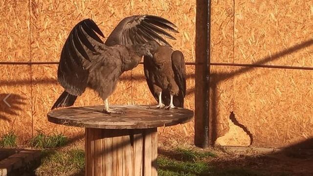 Cóndor andino\u002E