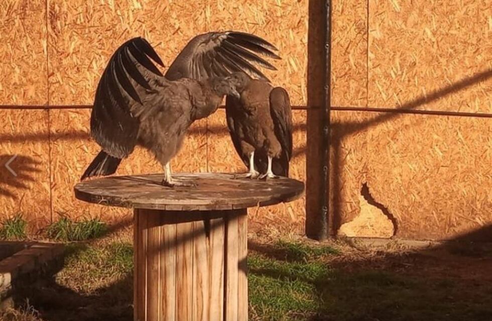 Un cóndor andino fue trasladado a San Carlos para su preservación