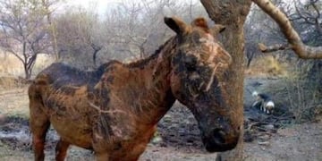 Animales afectados y también víctimas de los incendios forestales\u002E (Foto: Ipad Carlos Paz)\u002E
