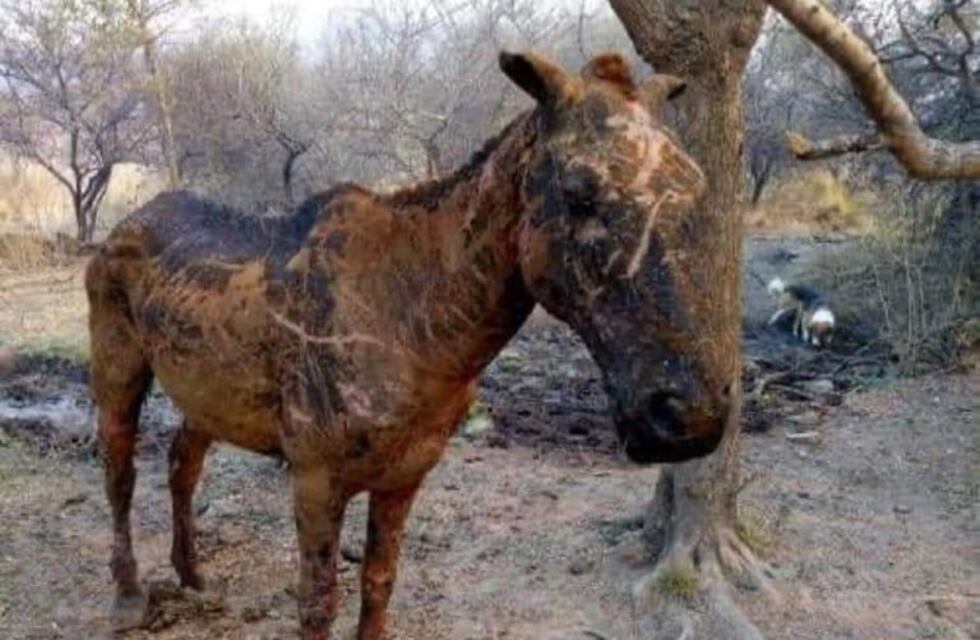 La Municipalidad envía veterinarios y pone a disposición el Parque de la Biodiversidad