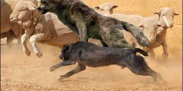 Perros asilvestrados (web)