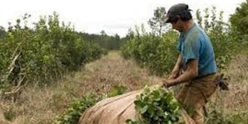 Cobran el pago extraordinario de la interzafra a los tareferos en Misiones\u002E