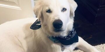 Blue, el perro que se niega a terminar sus paseos\u002E (Web)