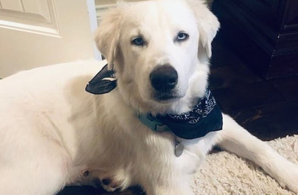 La inusual protesta de un perro para no volver a casa después de su paseo