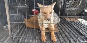 Atraparon un zorro en el centro de San Carlos de Bariloche